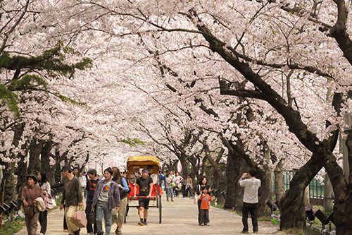 du-hoc-nhat-ban-nganh-du-hoc-xu-huong-hot-hien-nay